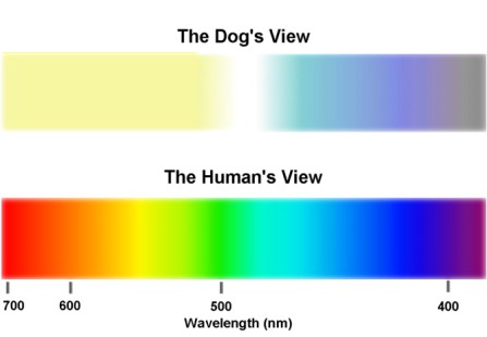 dog and human light spectrum