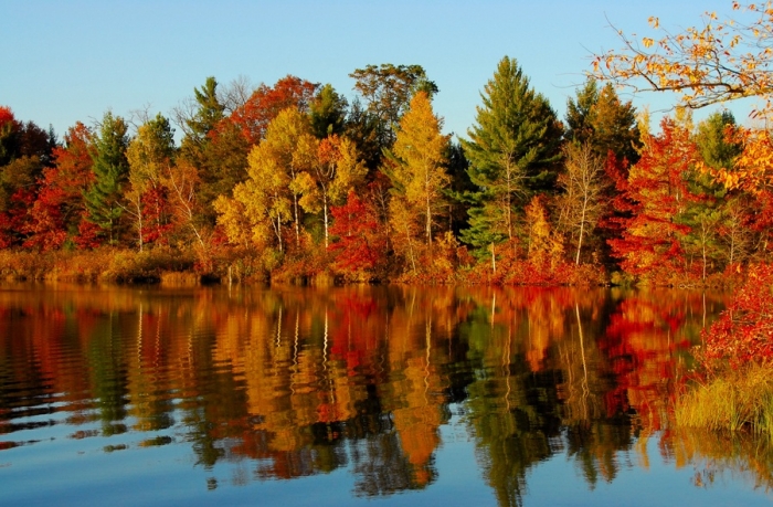 What Causes Leaves to Change Color in Autumn?